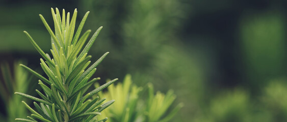 Fresh green rosemary herbal texture background