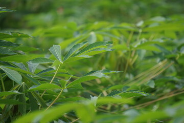 Fototapeta na wymiar Cassava leaves on the tree. Indonesian call it singkong or ketela