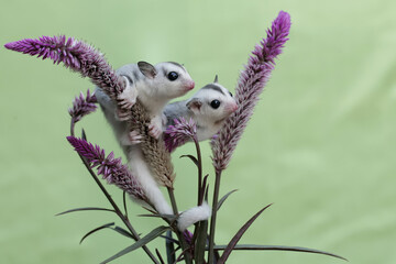 Two young sugar gliders were looking for food in a flowering betel palm tree. This mammal has the...