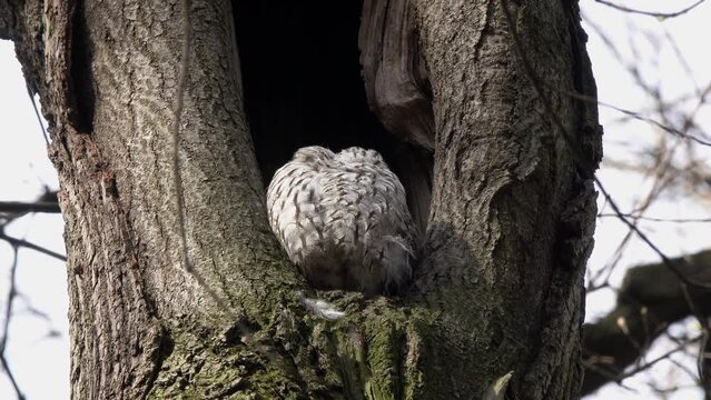 Tawny or Brown Owl (Strix aluco). Owl intensively cleans feathers sitting on the edge of a hollow. Beautiful video of an owl in wildlife