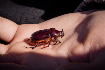 Obraz premium European rhinoceros beetle on child's hand. concept of nature conservation
