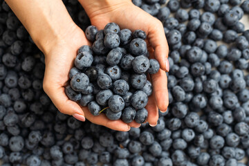 Female hand holding perfect fresh blueberries with berries also on the background. Large cultivated blueberries
