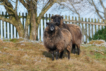 Zwei zufriedene Schafe weiden auf einem Feld, eingerahmt von einem Baum und Zaun, umgeben von...