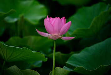 荒神谷史跡公園の古代ハス