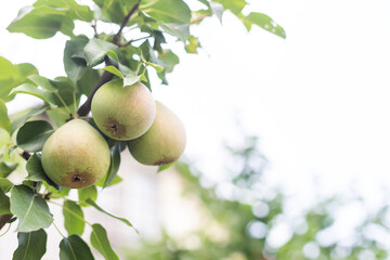 A bunch of pears in the tree. Benefits of pears. Blue sky Background