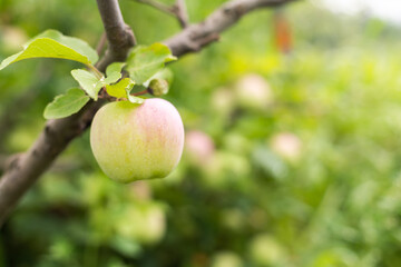 The cultivation of Apple trees in an industrial environment for commercial purposes.