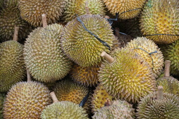 Naklejka na ściany i meble Durian, the king of fruit. Durian is one of the exotic fruit from East Asia. This fruit has strong aroma, 