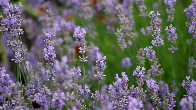lavender flowers bloom in the garden, butterflies and bees in lavender flowers