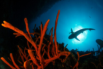 shark in the sea