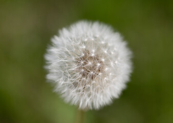 Dandelions growing at a local park 