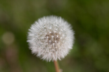 Obraz premium Dandelions growing at a local park 
