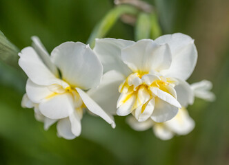 Obraz na płótnie Canvas White macro tulips in a local park