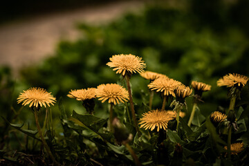 Dandelion flowers, with their vibrant yellow petals and delicate, wispy seeds, are a symbol of resilience and hope. The cheerful blooms of the dandelion bring joy to fields and gardens alike.