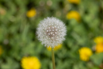 Dandelions growing at a local park 