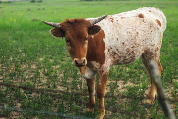 brown and white longhorn in field