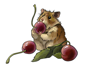 Clipart of a fat funny hamster on a white background. Hamster eats cherries. For printing postcards, invitations for children's parties, website design, printing on clothes. funny animals favorite pet