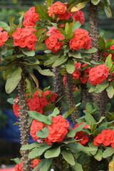 Euphorbia milii (crown of thorns, Christ plant, Christ thorn, Corona de Cristo, coroa de cristo) with natural background. It is a species of flowering plant in the spurge family Euphorbiaciae