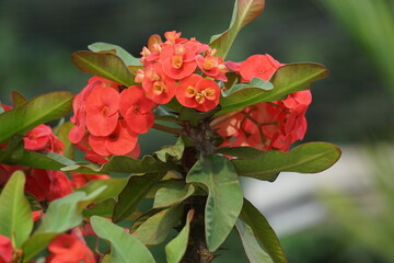 Euphorbia milii (crown of thorns, Christ plant, Christ thorn, Corona de Cristo, coroa de cristo)...