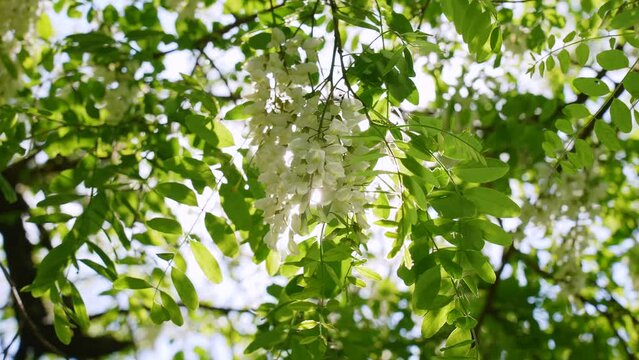 Closeup view 4k stock video footage of beautiful fresh sunny white flowers growing on branches of trees. Acacia blooming oudoors in June. Natural abstract floral video background