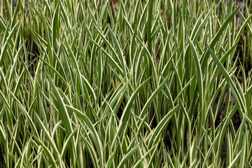 Different plants growing near a local  property