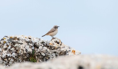 
Red-tailed Wheatear (Oenanthe xanthoprymna) is a rare species in southern Turkey. It is a rare species in Asian and European countries.