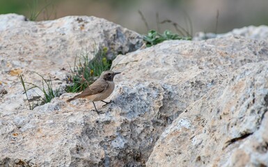 
Red-tailed Wheatear (Oenanthe xanthoprymna) is a rare species in southern Turkey. It is a rare species in Asian and European countries.