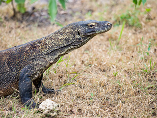 Portrait of an adult komodo dragon, Komodo National Park, Rinca, Komodo, Indonesia