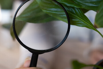 Female biologist is using a magnifying glass to look at plants with pest leaves. to collect data...