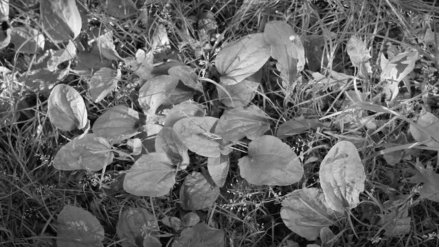 Close-up top view 4k black and white stock video footage of green Plantain plants growing outdoors on sunny summer morning. Herbal botany stems of  medical psyllium plants among grass