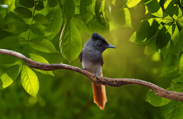 Blyth's Paradise-flycatcher  standing on branch of tree,