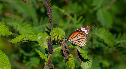 tropical butterfly perched on leaves in the forest
