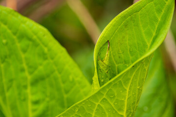 close up of leaf