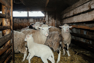 sheep and lambs