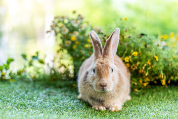 Lovely bunny easter brown rabbit on green grass with natural bokeh as background . Cute fluffy rabbit on wooden background Lovely mammal with beautiful bright eyes in nature life.Animal concept.