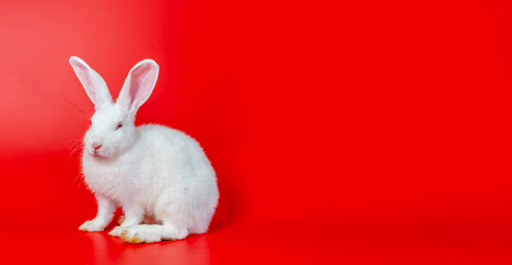 Easter bunny white rabbit on red  background, Lovely mammal with beautiful bright eyes in nature life, Animal concept, Easter holiday sale.