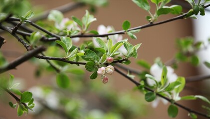 Apple branches with flowers in spring