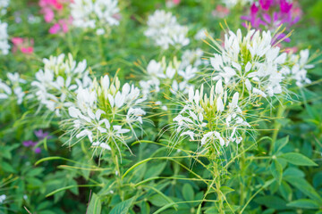 The white Cleome Hassleriana commonly known as Spider flower, Spider plant, Pink Queen, or Grandfather's Whiskers, in the garden.