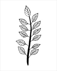Hand drawn branch with petals in doodling style. Botanical decorative element. Black line on a white isolated background.