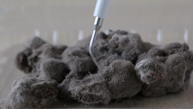 close-up microscopic fungi form characteristic mold deposits on surface organic substrates, blueberries covered gray fluffy mold, concept scientific research on antibiotics, production of penicillin