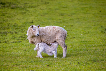 Obraz premium Baby lamb suckling ewe mother sheep isolated against green grass background. Kildare, Ireland