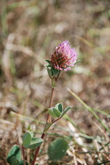 Purple clover blossoms on a lean meadow