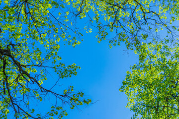 Natural green leaves and branches on background of blue sky, tree crown of trees from below upwards