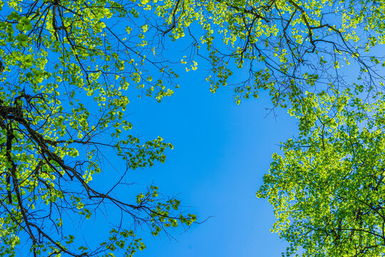 Natural green leaves and branches on background of blue sky, tree crown of trees from below upwards - Powered by Adobe