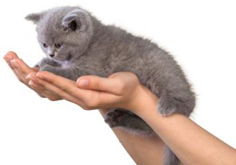 British Shorthair Kitten Lying on Human Hands in the Air
