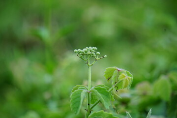 Causonis trifolia (Also called bush Grape, fox-grape, three-leaved wild vine, threeleaf cayratia) in nature.  This plant has black-colored berries and its plant used for antidiabetic