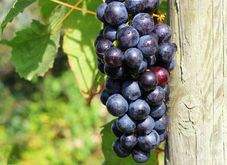 Close up of a bunch of black grapes growing on a grape vine.