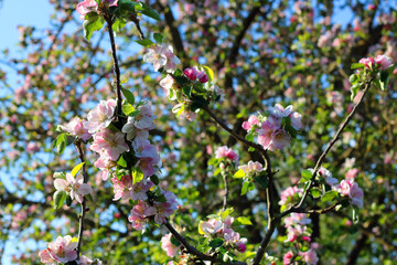 Pink apple blossom or Malus showing on an apple tree in the springtime. Ready to be pollinated by insects to produce apples later in the year.