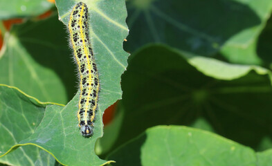 Close up of cabbage white caterpillars eating brassica plants.