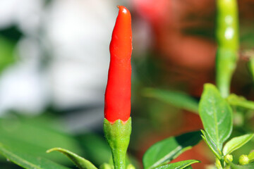 Close up of red hot chilly peppers growing in the Summertime.