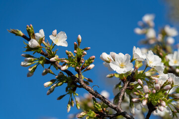 桜